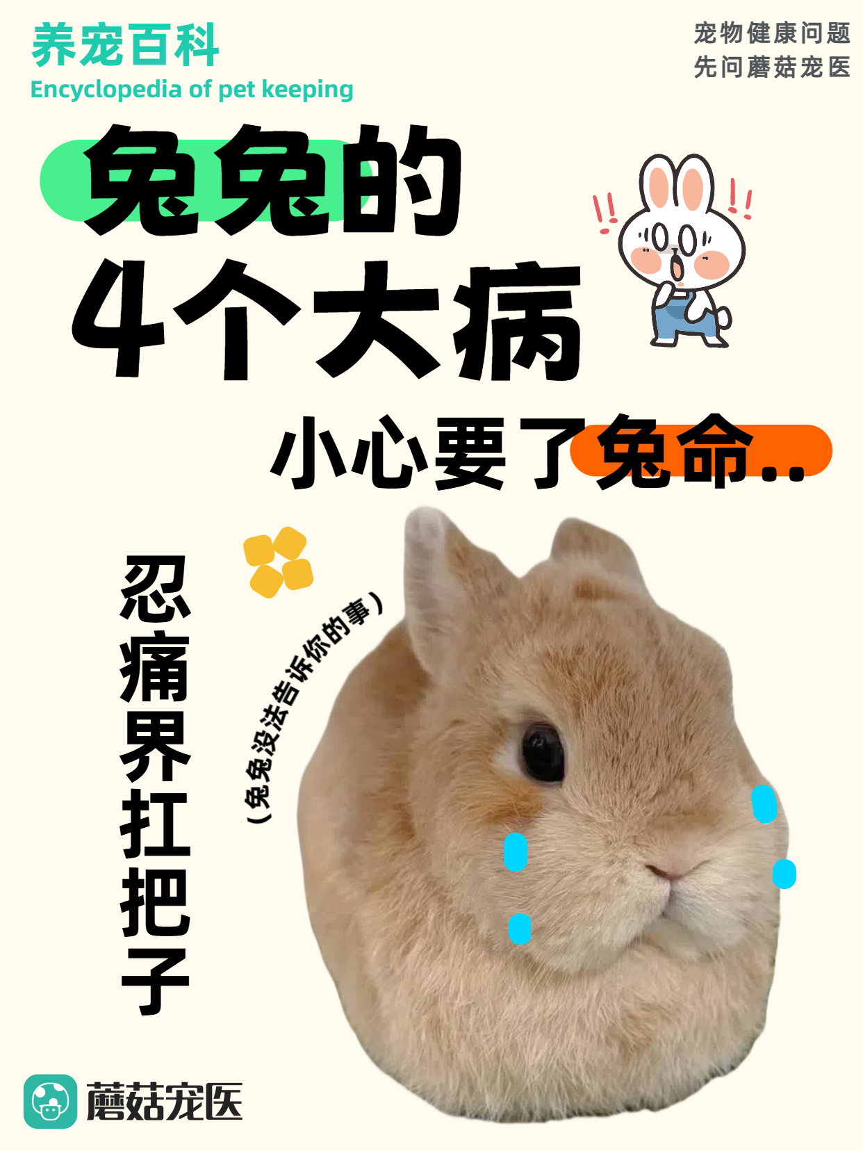 兔年三大预言兔年三大预言