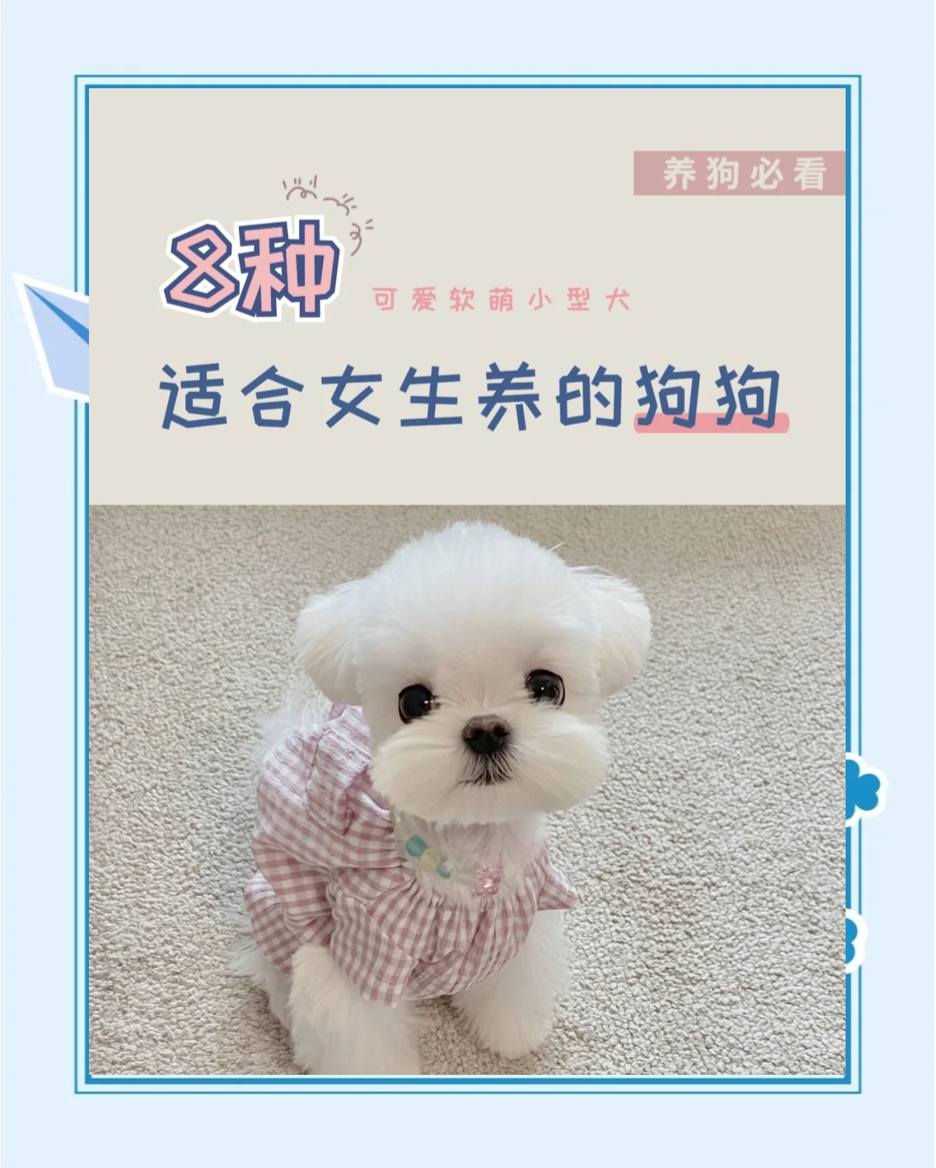 哪种狗最适合女人自己用-第2张图片