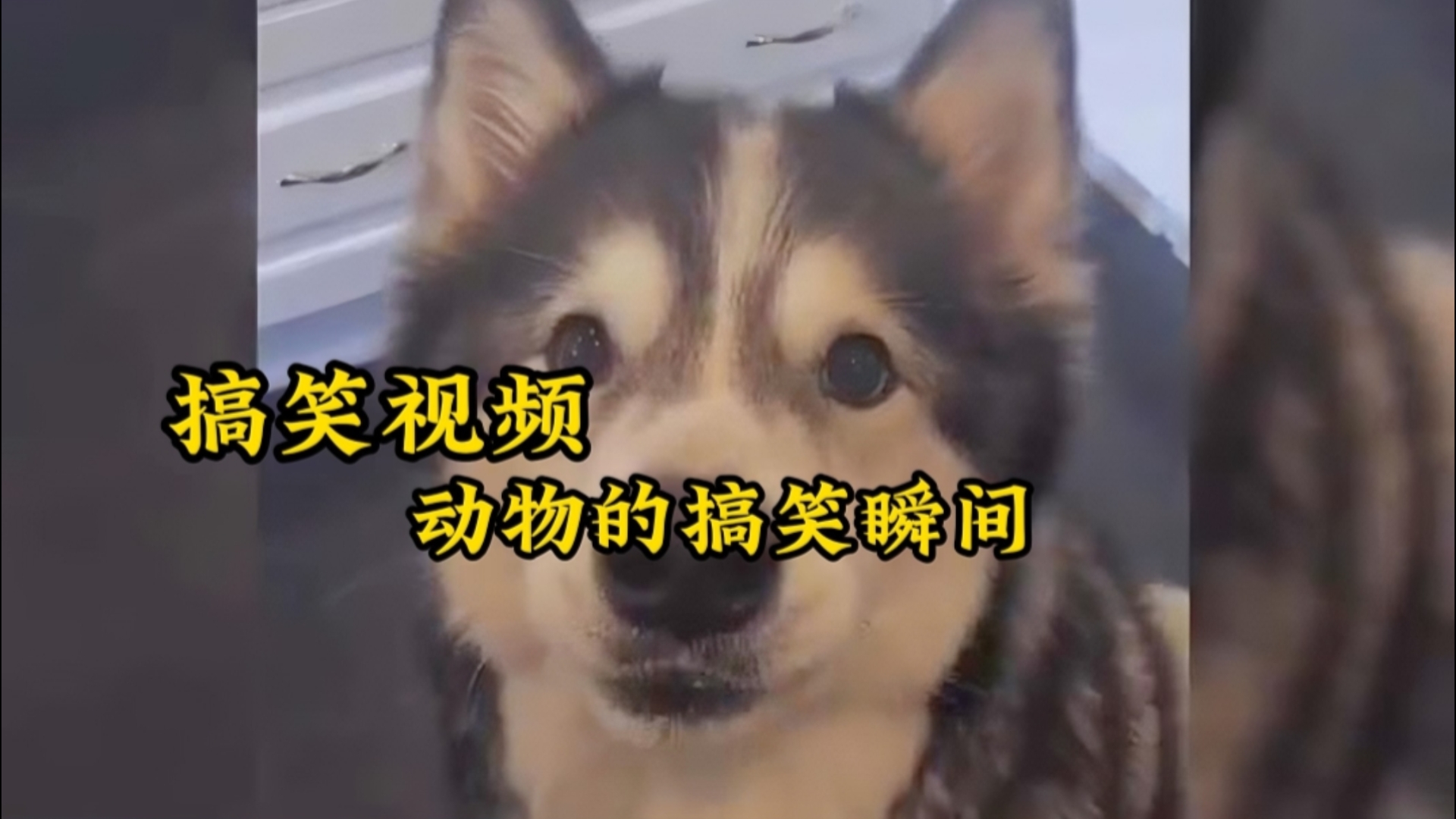 Zoom动物高清视频,被粗大jib捣出了白浆Zoom动物高清视频，探索神秘生物世界-第3张图片