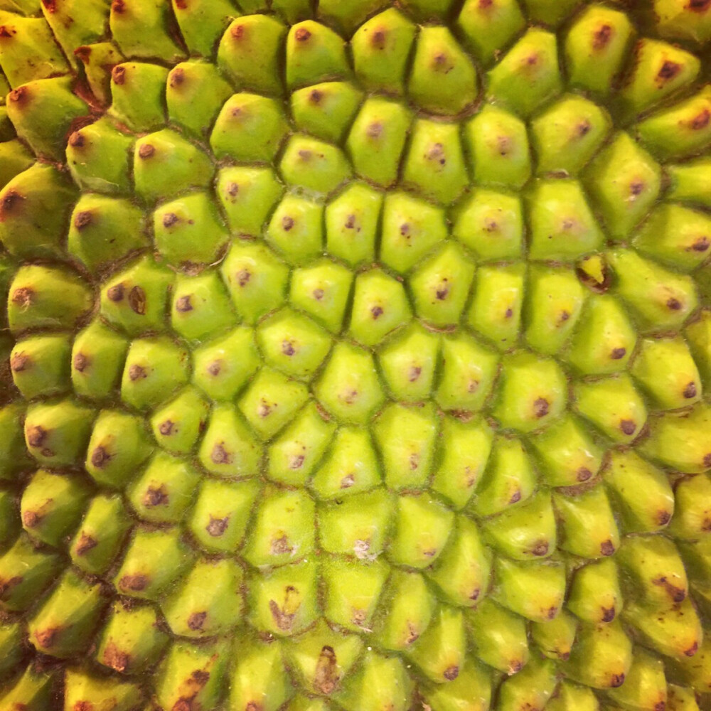 菠萝菠萝蜜免费高清在线观看_菠萝蜜免费高清在线文章-第1张图片