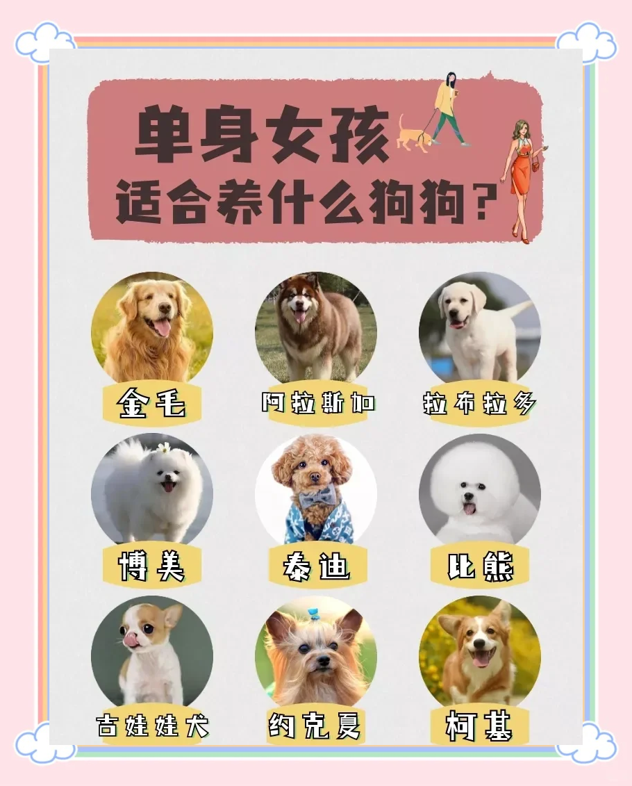 什么狗适合女人养晚上用什么狗适合女人养晚上用-第1张图片