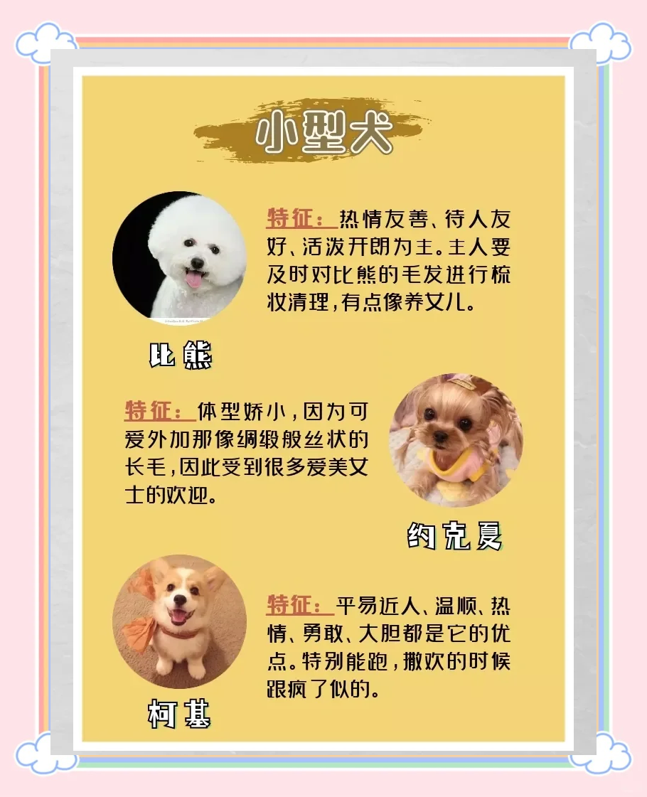 什么狗适合女人养晚上用什么狗适合女人养晚上用-第3张图片