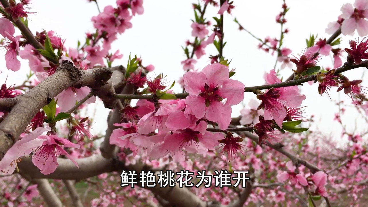 桃花视频网站里面的内容桃花网视频在线观看-第3张图片