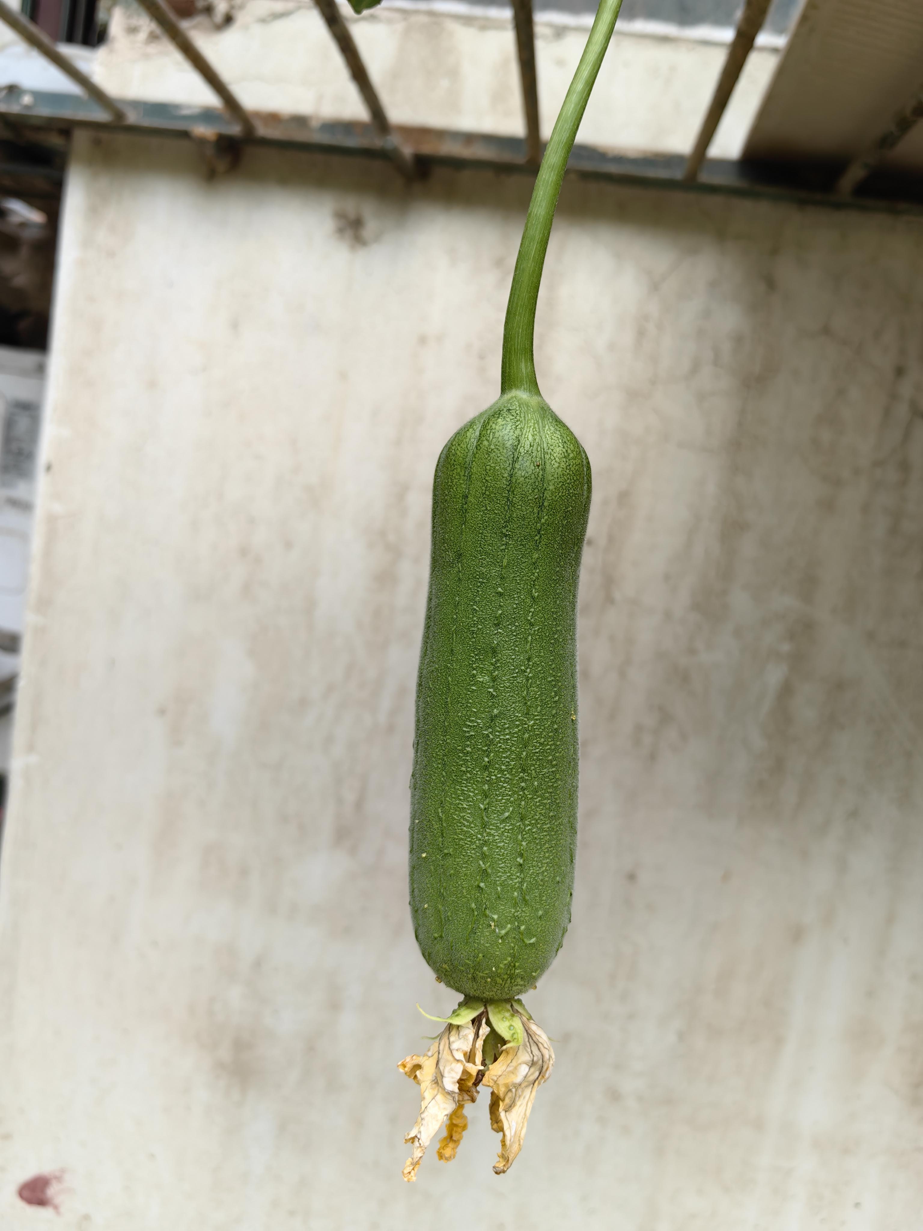 草莓丝瓜秋葵向日葵榴莲石榴草莓丝瓜榴莲共赏秋季美食盛宴-第1张图片