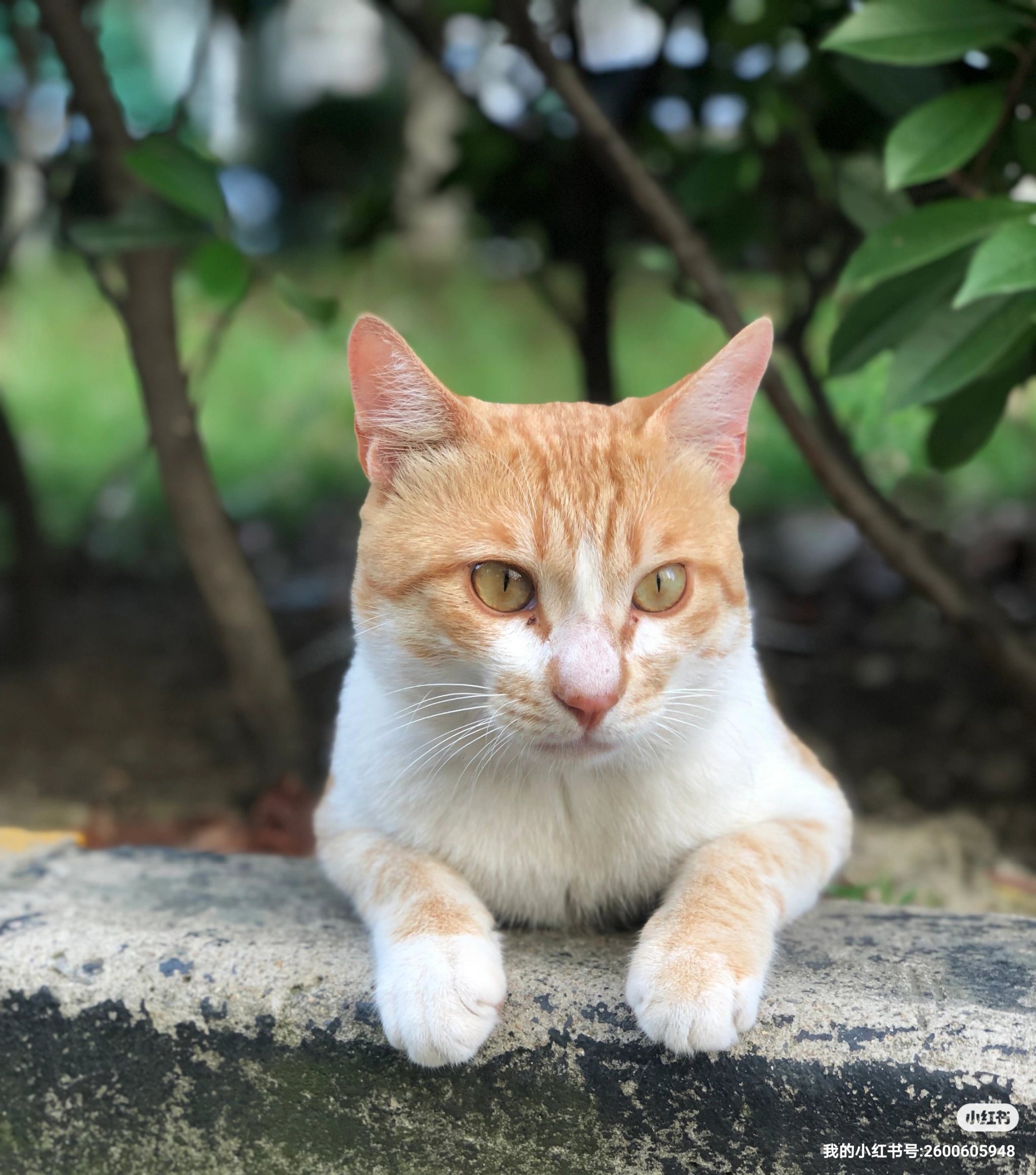猫咪社区官方在线入口