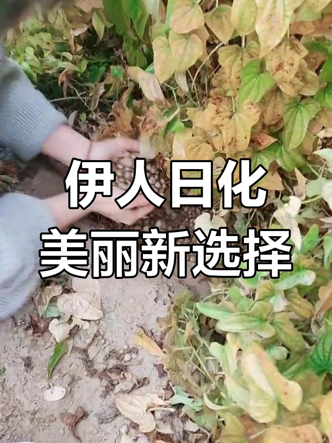 伊人精品在线视频伊人精品在线视频，探寻美丽与品质的融合-第2张图片