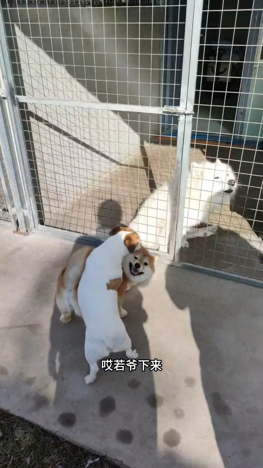 怎么教狗狗c自己如何教狗狗学会自我照顾-第2张图片
