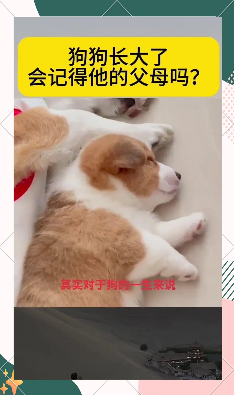怎么教狗狗c自己如何教狗狗学会自我照顾-第1张图片