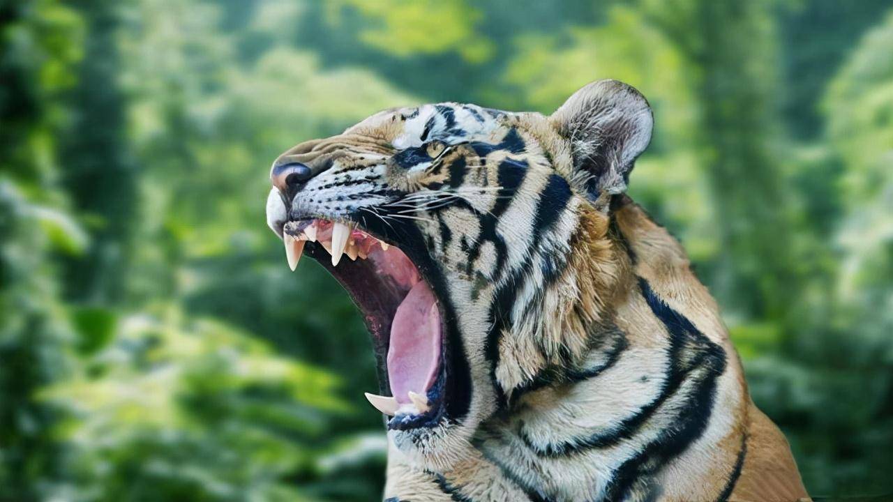 人类大战猛兽的视频大全人类大战猛兽的视频大全